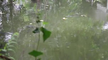 Tayland tropik bahçe manzarası Chiang Mai, Tayland, stok görüntüleri