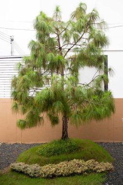 Rahat bahçeye dekore edilmiş rahat hygge, stok fotoğrafı.