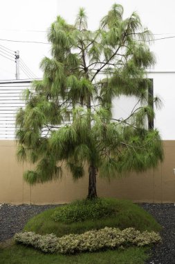 Rahat bahçeye dekore edilmiş rahat hygge, stok fotoğrafı.