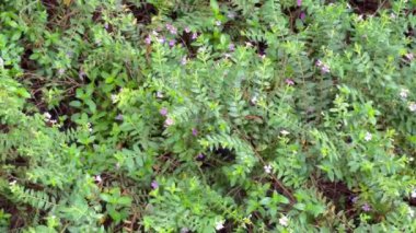 Açık hava parkı yeşil, rahatlama ekolojisi, stok görüntüleri