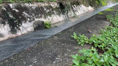 İki beton drenaj kanalından akan fırtına suyu akışı yan yol, stok görüntüleri.