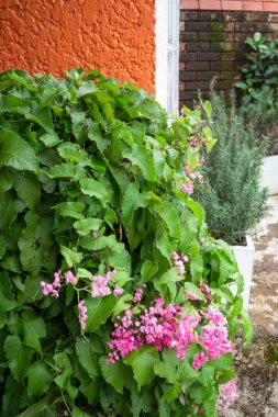 Cafe terasında klasik açık kahve masası, stok fotoğrafı.