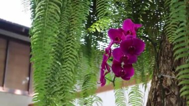 Güzel yaz yeşili brasserie bahçesi, stok görüntüler