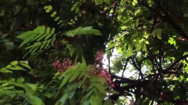 Soğuk yeşil ağaç bahçesi, stok görüntüleri.