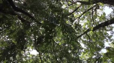 Soğuk yeşil ağaç bahçesi, stok görüntüleri.