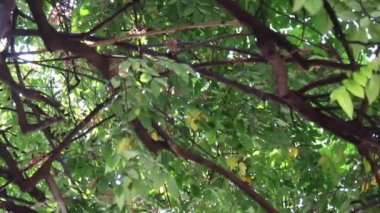 Soğuk yeşil ağaç bahçesi, stok görüntüleri.