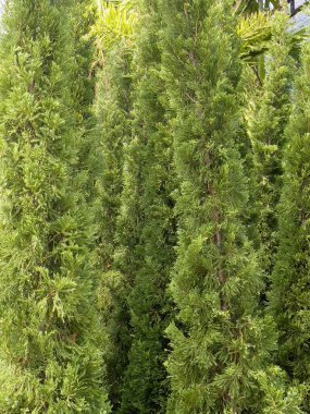 Çiçek pazarlarında, borsada çeşitli tropikal bitkiler yetişir.