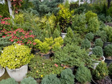 Çiçek pazarlarında, borsada çeşitli tropikal bitkiler yetişir.