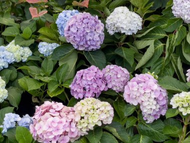 Çiçek pazarlarında, borsada çeşitli tropikal bitkiler yetişir.