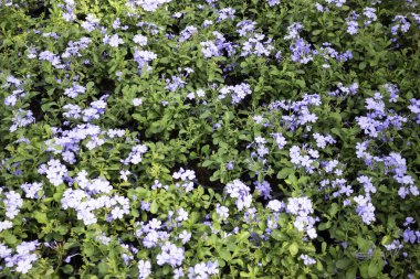 Çiçekçide tropik bitkiler, borsa fotoğrafları.