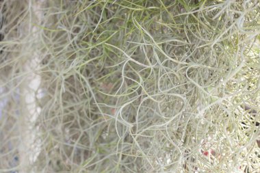 Çiçekçide tropik bitkiler, borsa fotoğrafları.