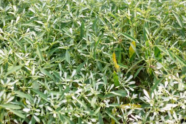 Çiçekçide tropik bitkiler, borsa fotoğrafları.