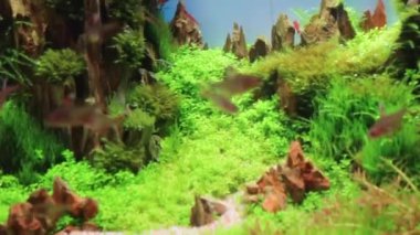 Nano akvaryumda yüzen küçük balıklar, stok görüntüleri.