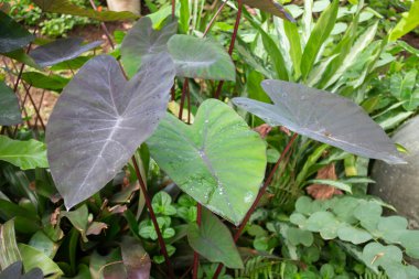 Thai tarım ürünleri fuarda sergilenecek, stok fotoğrafı