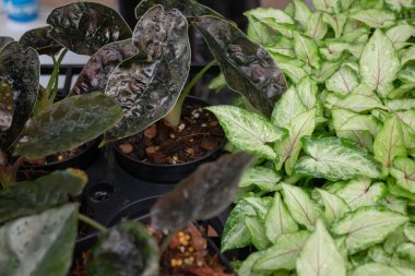 Thai tarım ürünleri fuarda sergilenecek, stok fotoğrafı