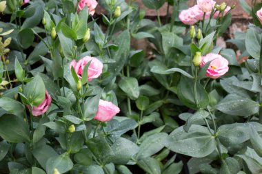 Thai tarım ürünleri fuarda sergilenecek, stok fotoğrafı