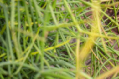 Thai tarım ürünleri fuarda sergilenecek, stok fotoğrafı