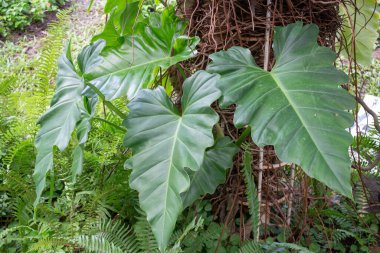 Thai tarım ürünleri fuarda sergilenecek, stok fotoğrafı
