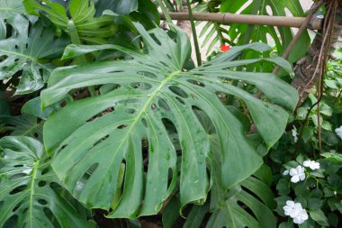 Thai tarım ürünleri fuarda sergilenecek, stok fotoğrafı