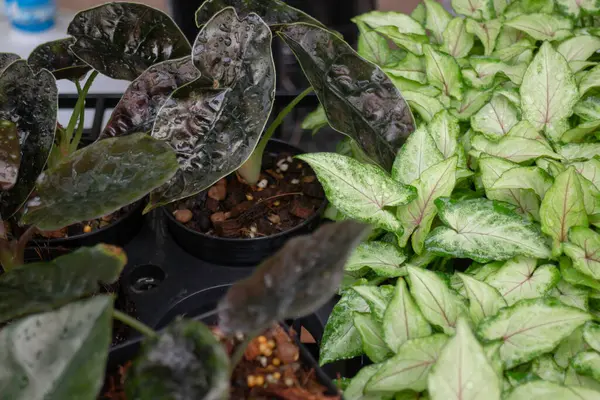 Thai tarım ürünleri fuarda sergilenecek, stok fotoğrafı