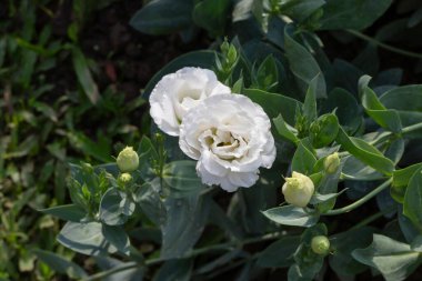 Thai tarım ürünleri fuarda sergilenecek, stok fotoğrafı