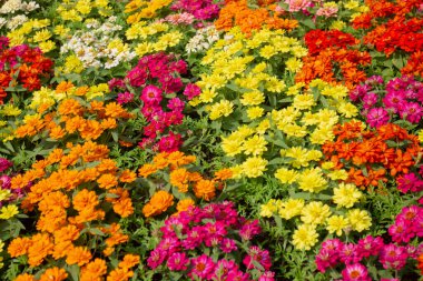 Thai tarım ürünleri fuarda sergilenecek, stok fotoğrafı