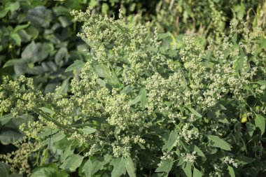 Thai tarım ürünleri fuarda sergilenecek, stok fotoğrafı