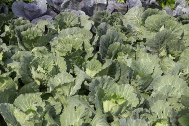 Thai tarım ürünleri fuarda sergilenecek, stok fotoğrafı