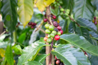 Thai tarım ürünleri fuarda sergilenecek, stok fotoğrafı