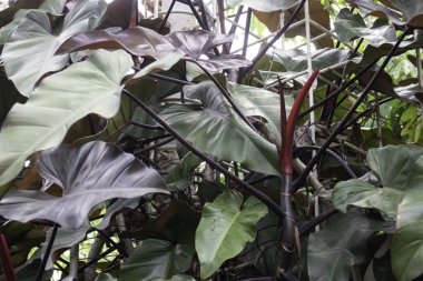 Thai tarım ürünleri fuarda sergilenecek, stok fotoğrafı