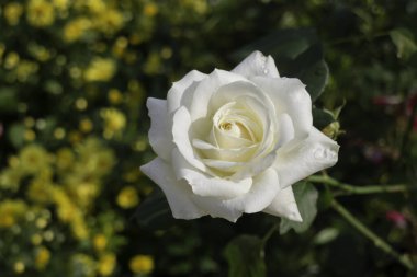 Thai tarım ürünleri fuarda sergilenecek, stok fotoğrafı