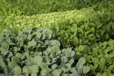 Thai tarım ürünleri fuarda sergilenecek, stok fotoğrafı