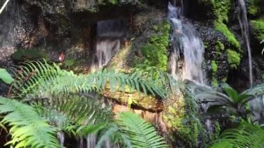 Küçük bir gölet ve şelale ile güzel bir peyzaj.