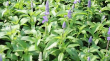 Yazın çiçek açan resmi bahçe, stok görüntüleri.