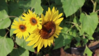 Yazın çiçek açan resmi bahçe, stok görüntüleri.