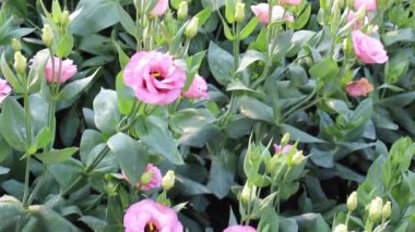 Yazın çiçek açan resmi bahçe, stok görüntüleri.