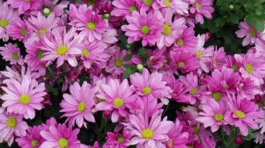 Yazın çiçek açan resmi bahçe, stok görüntüleri.