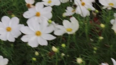 Yazın çiçek açan resmi bahçe, stok görüntüleri.