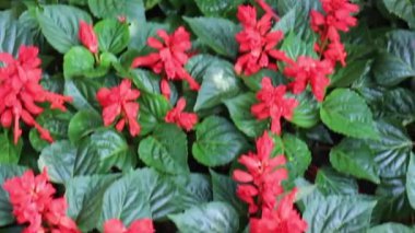 Yazın çiçek açan resmi bahçe, stok görüntüleri.