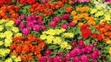 Yazın çiçek açan resmi bahçe, stok görüntüleri.