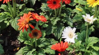 Yazın çiçek açan resmi bahçe, stok görüntüleri.