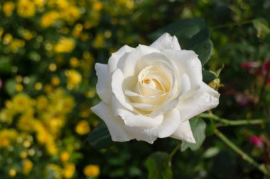 Thai tarım ürünleri fuarda sergilenecek, stok fotoğrafı