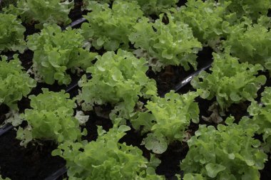 Thai tarım ürünleri fuarda sergilenecek, stok fotoğrafı