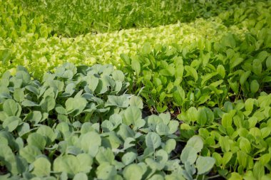 Thai tarım ürünleri fuarda sergilenecek, stok fotoğrafı