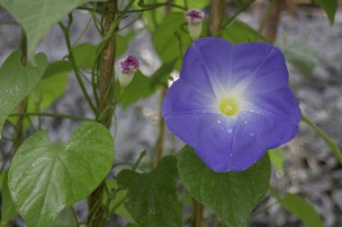 Thai tarım ürünleri fuarda sergilenecek, stok fotoğrafı