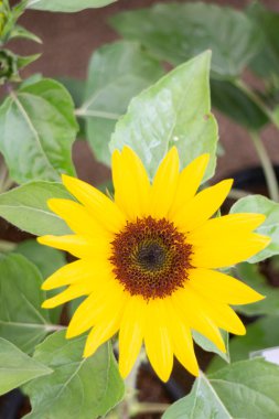 Thai tarım ürünleri fuarda sergilenecek, stok fotoğrafı