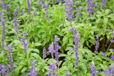 Tatil köyü bahçesinde süslenmiş güzel tropikal yeşil bitki ve ağaç.