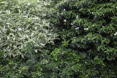 Tatil köyü bahçesinde süslenmiş güzel tropikal yeşil bitki ve ağaç.