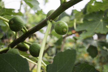 Tatil köyü bahçesinde süslenmiş güzel tropikal yeşil bitki ve ağaç.