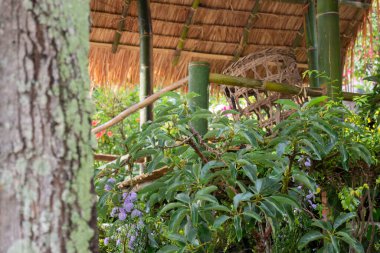 Tatil köyü bahçesinde süslenmiş güzel tropikal yeşil bitki ve ağaç.